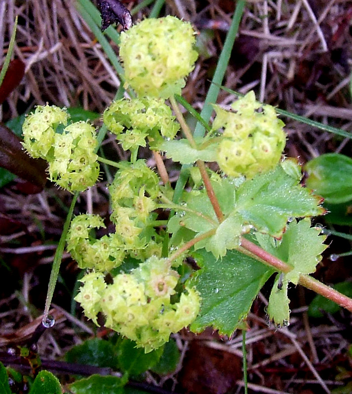 Image of Alchemilla glomerulans specimen.