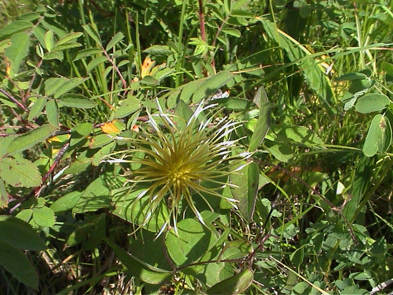 Image of Clematis fusca specimen.