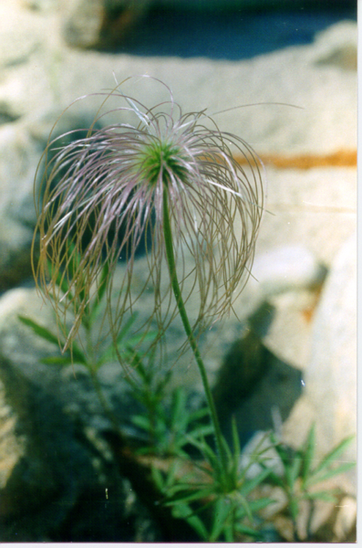 Image of Pulsatilla dahurica specimen.