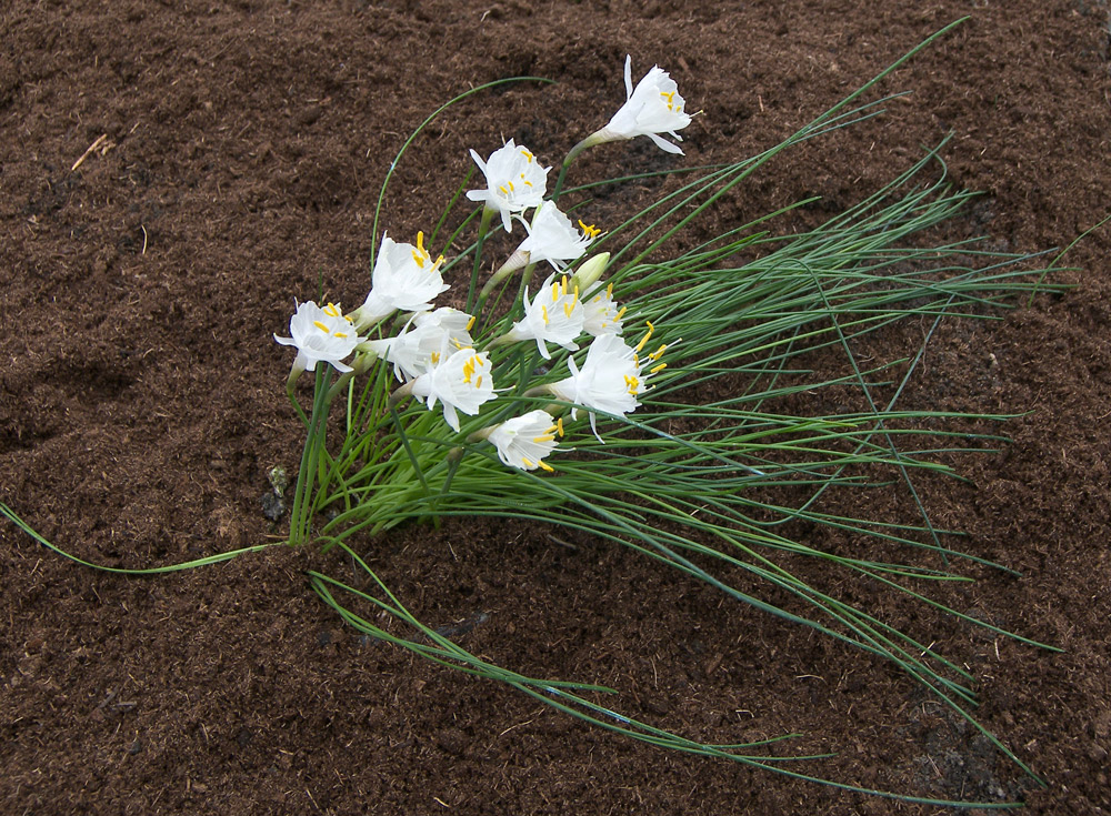 Image of Narcissus cantabricus specimen.