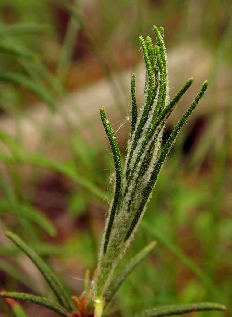 Image of Ledum palustre specimen.