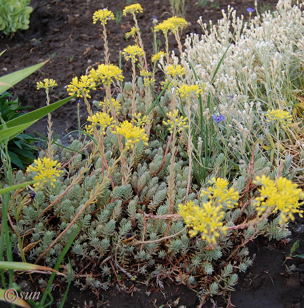 Image of Sedum reflexum specimen.