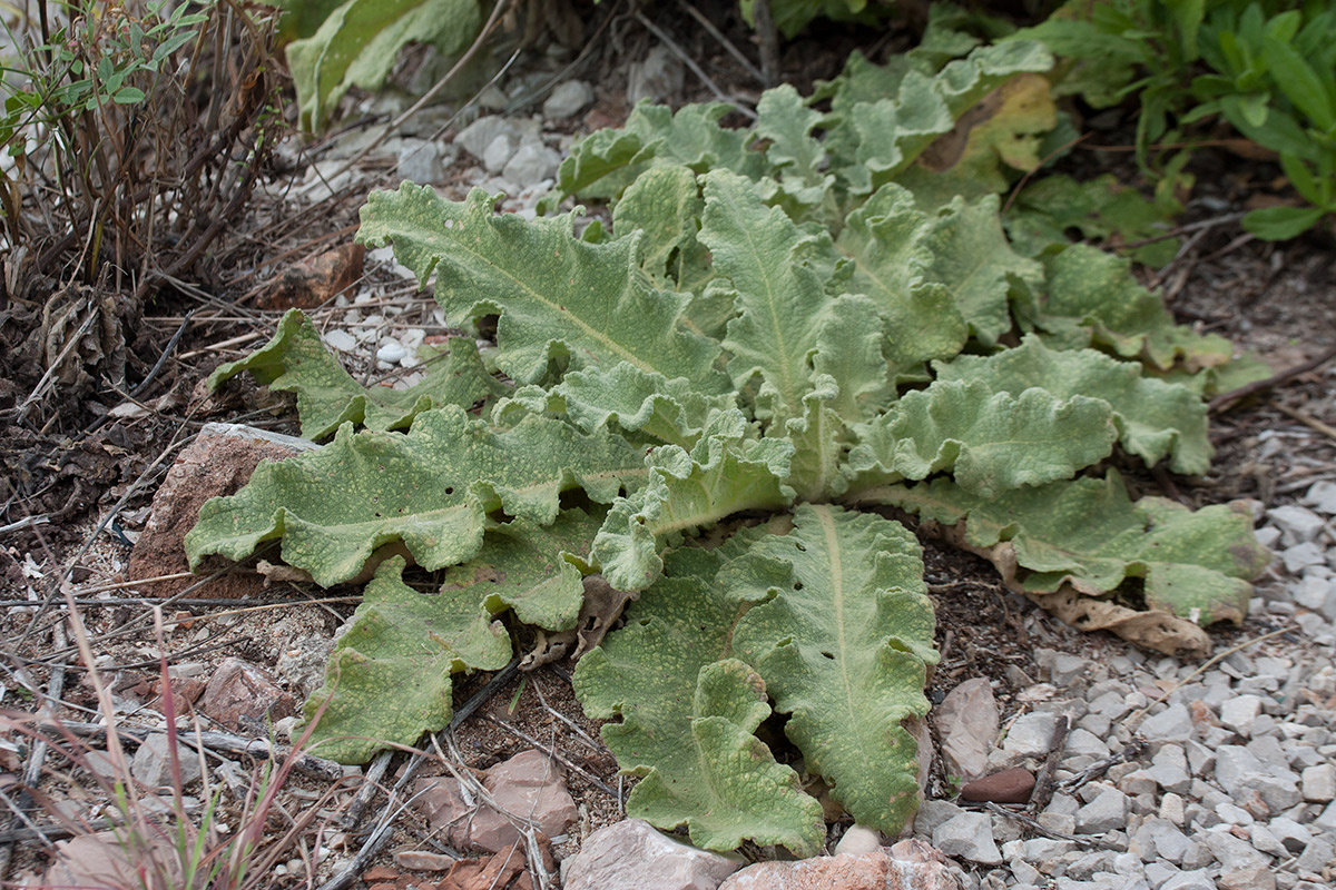 Image of Verbascum sinuatum specimen.