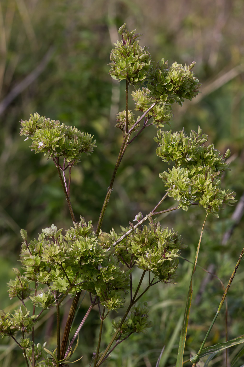 Изображение особи род Valeriana.