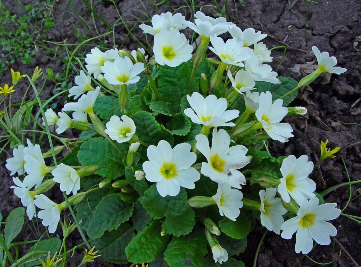 Image of Primula juliae specimen.