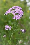 Achillea apiculata. Верхушка побега с соцветиями. Мурманская обл., с. Княжая Губа, побережье Кандалакшского зал. Белого моря, приморский луг. 26.07.2015.