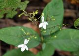 Pseuderanthemum album