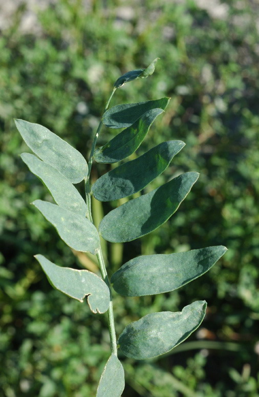 Image of Oxytropis puberula specimen.