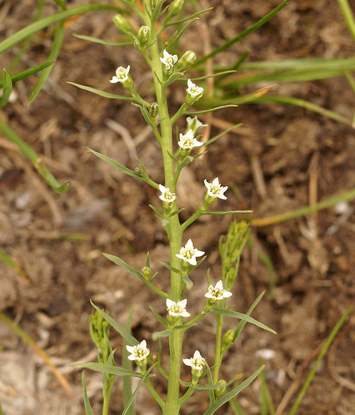 Image of Thesium alatavicum specimen.