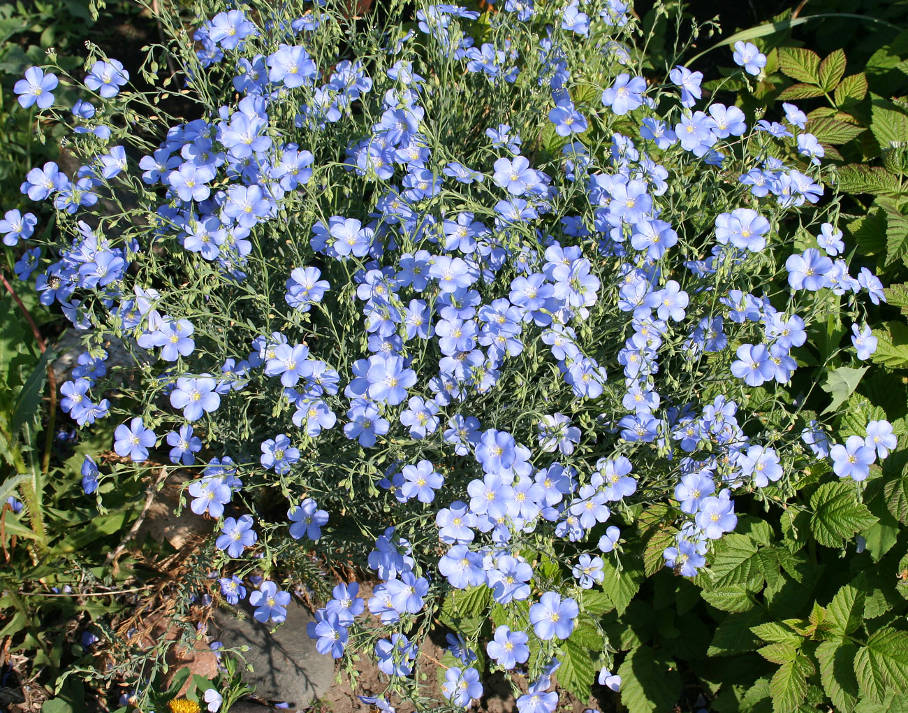 Image of Linum perenne specimen.