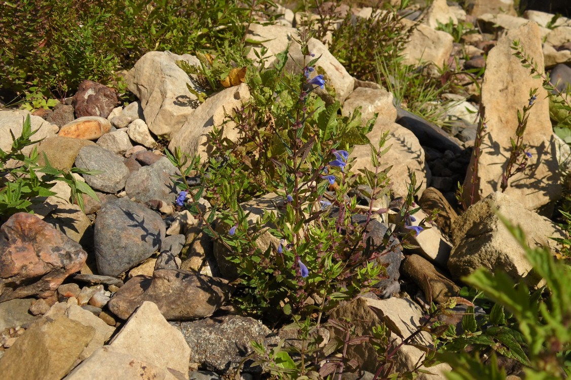 Изображение особи Scutellaria galericulata.