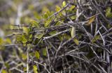 Rhamnus подвид oleoides