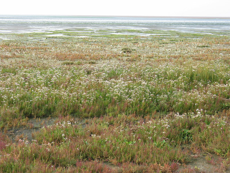 Image of Tripolium pannonicum ssp. tripolium specimen.