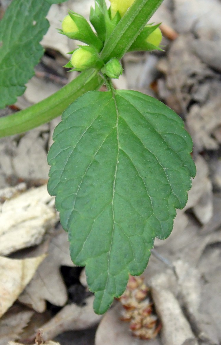 Изображение особи Galeobdolon caucasicum.