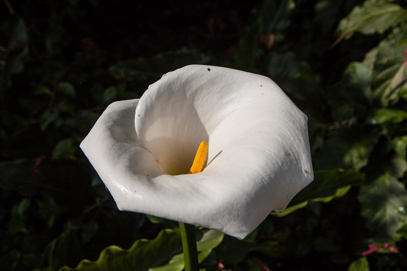 Image of Zantedeschia aethiopica specimen.