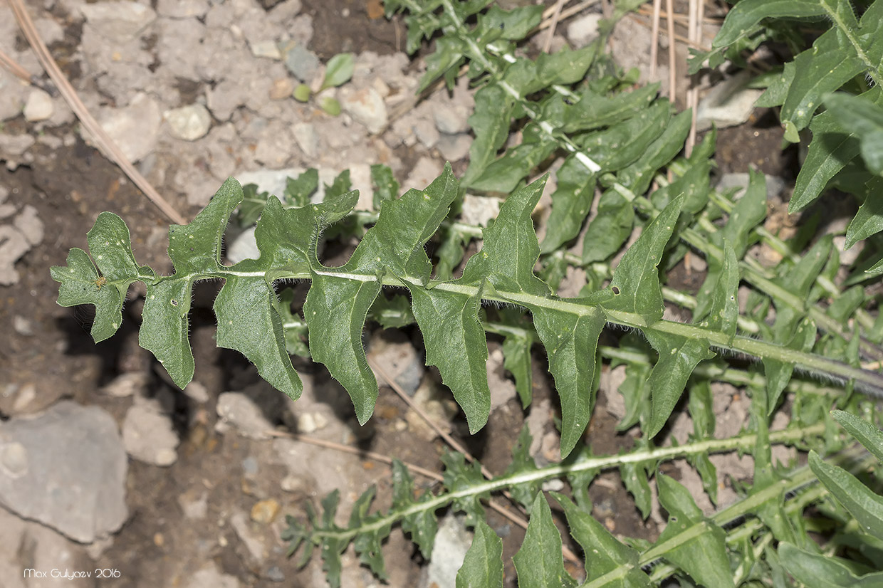 Image of genus Sisymbrium specimen.