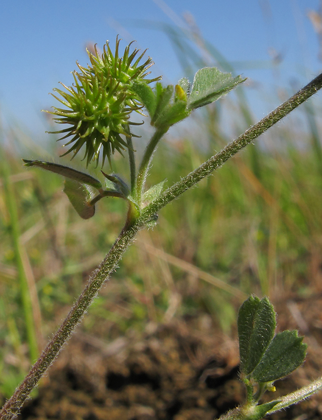 Изображение особи Medicago minima.