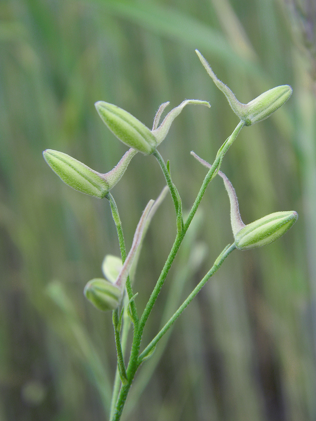 Image of Delphinium consolida specimen.