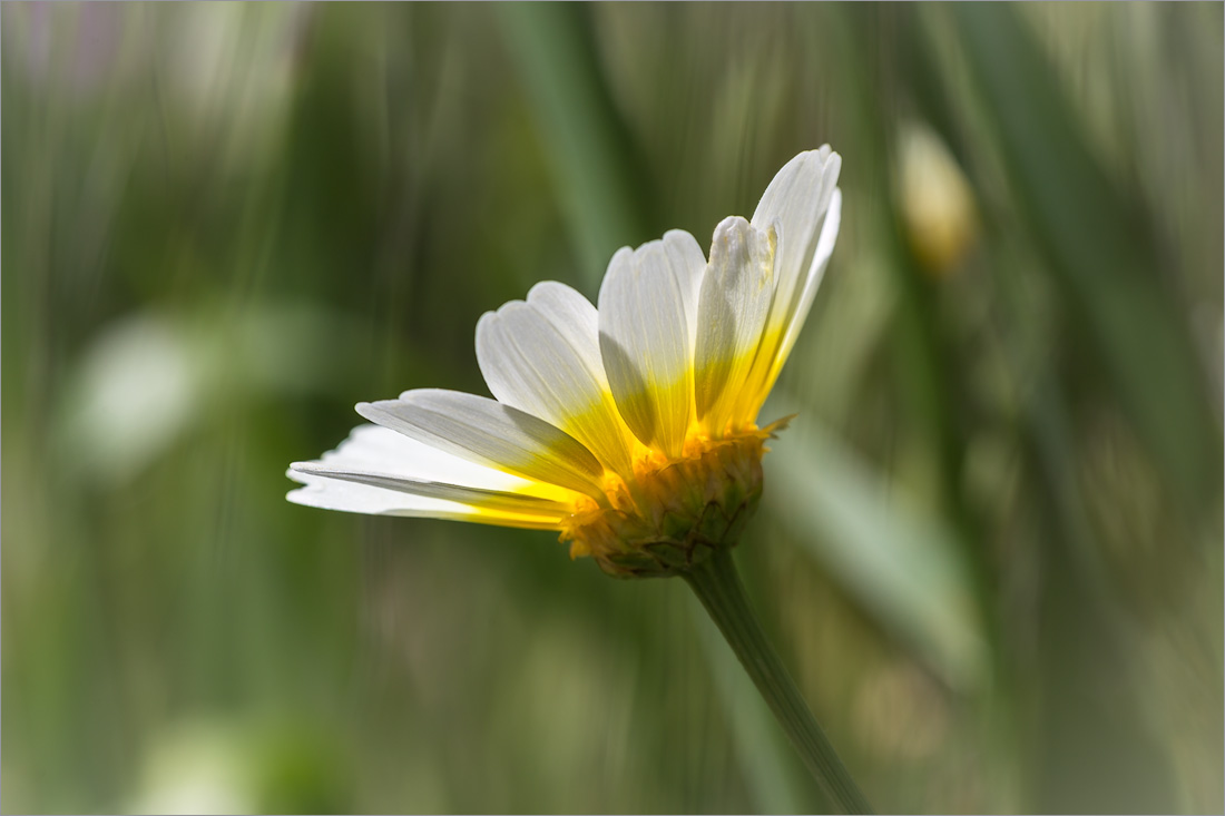 Изображение особи Glebionis coronaria.