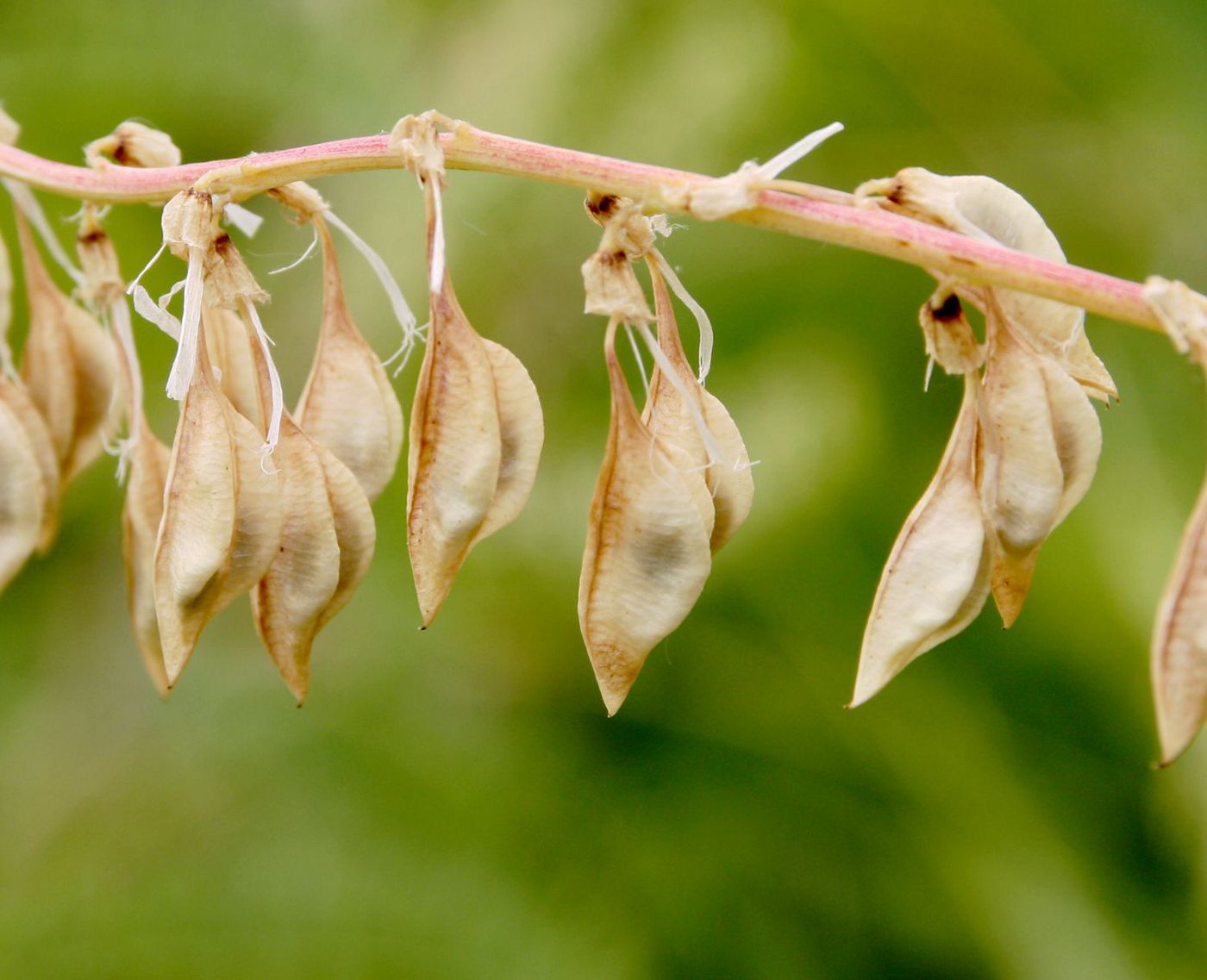 Изображение особи Astragalus galegiformis.