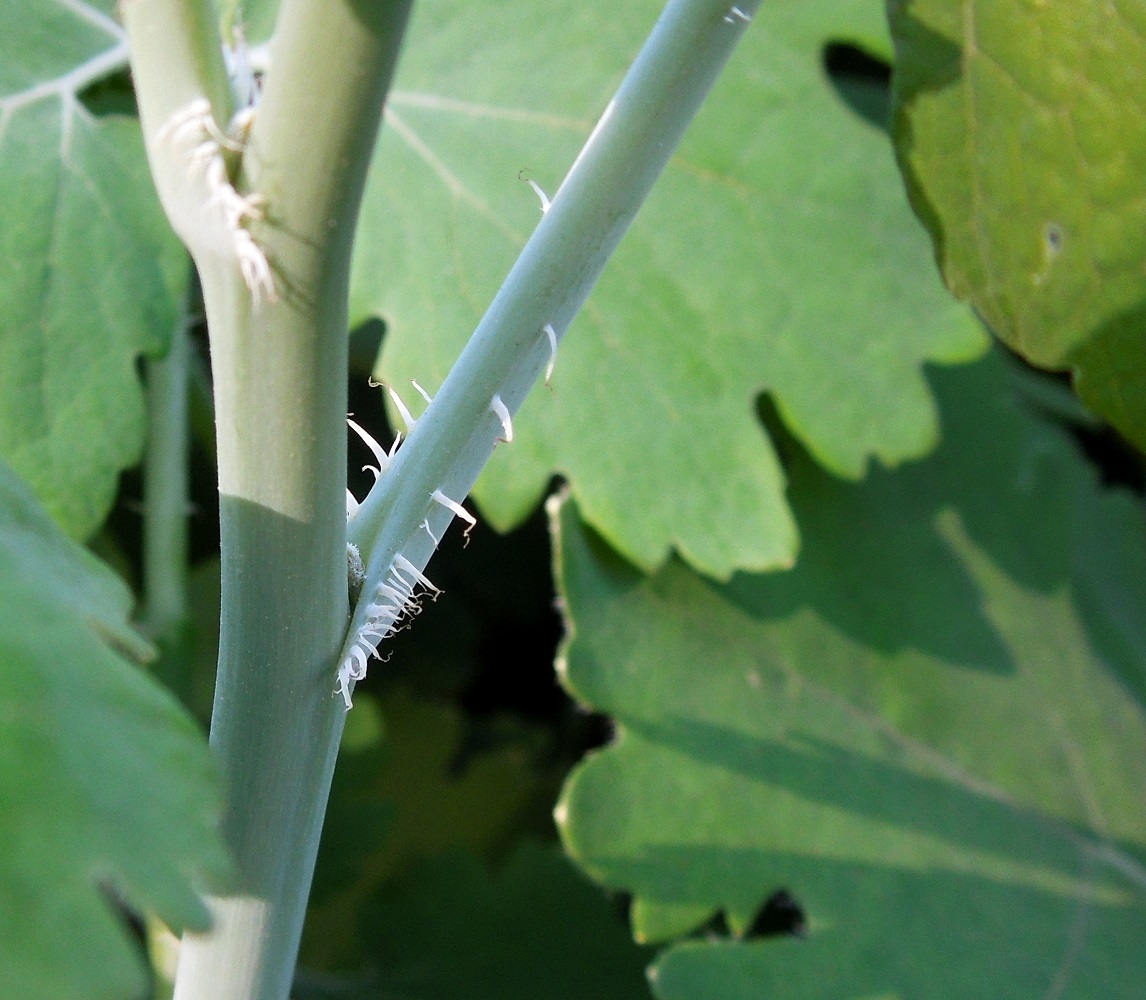 Image of Macleaya cordata specimen.