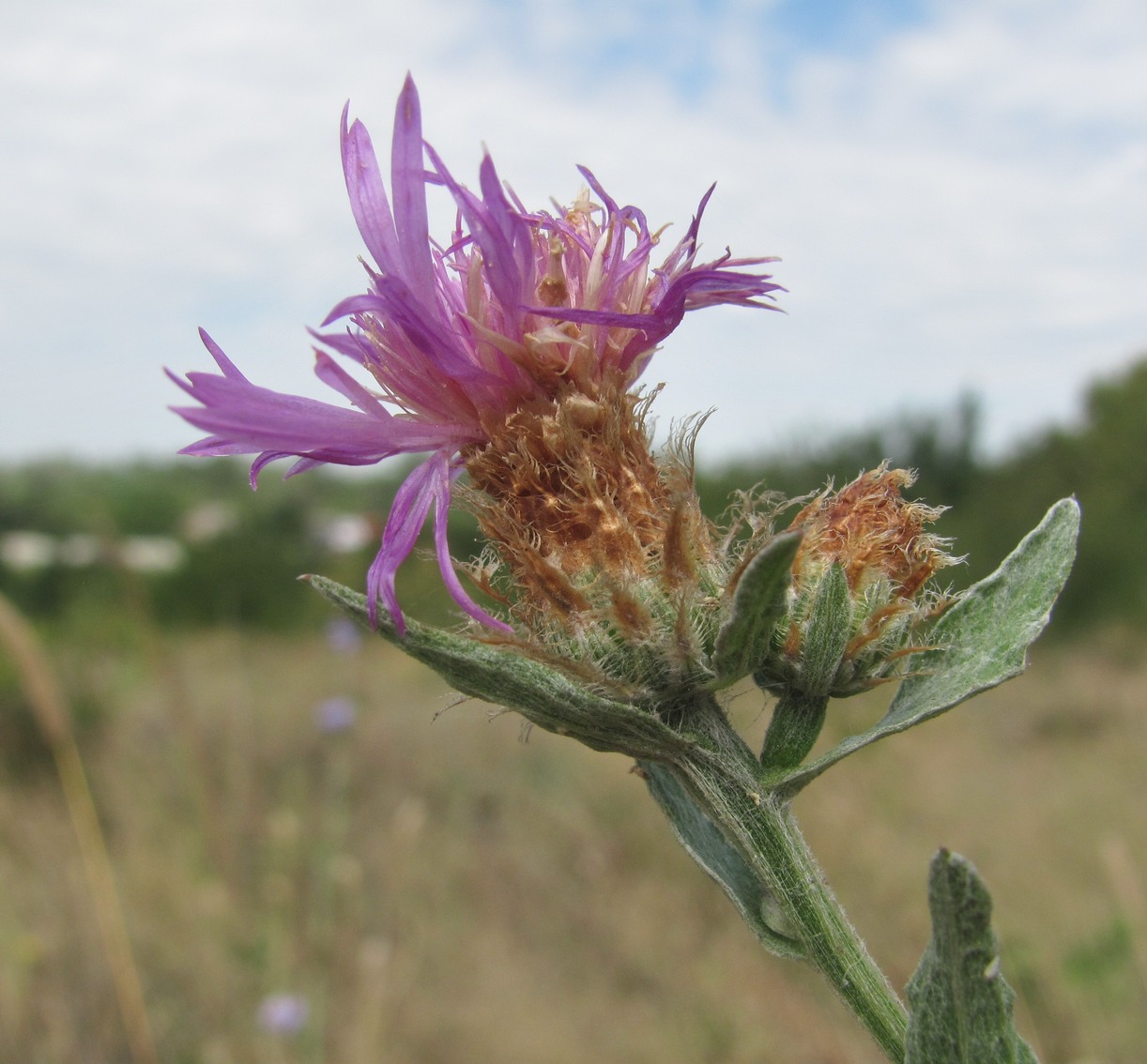 Image of genus Centaurea specimen.