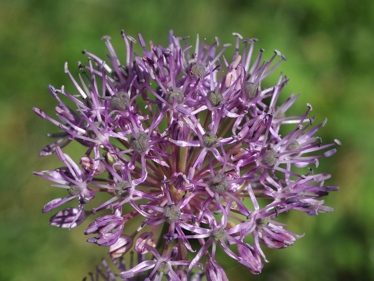 Image of Allium bekeczalicum specimen.