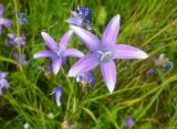 Campanula patula. Цветки с аномальной окраской венчика. Тверская обл., Весьегонский р-н, с. Чистая Дуброва, сенокосный луг. 15 июня 2013 г.