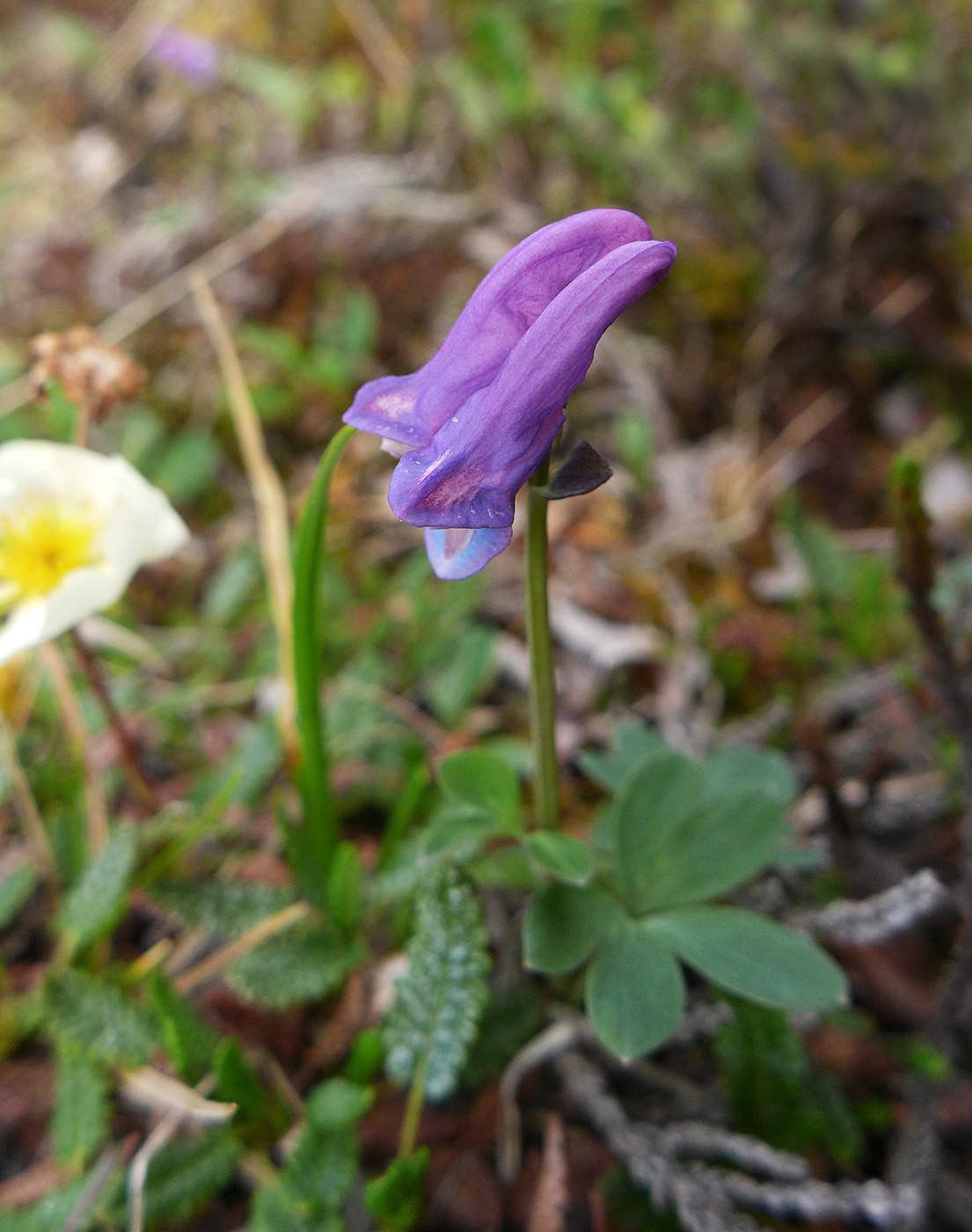 Image of Corydalis arctica specimen.