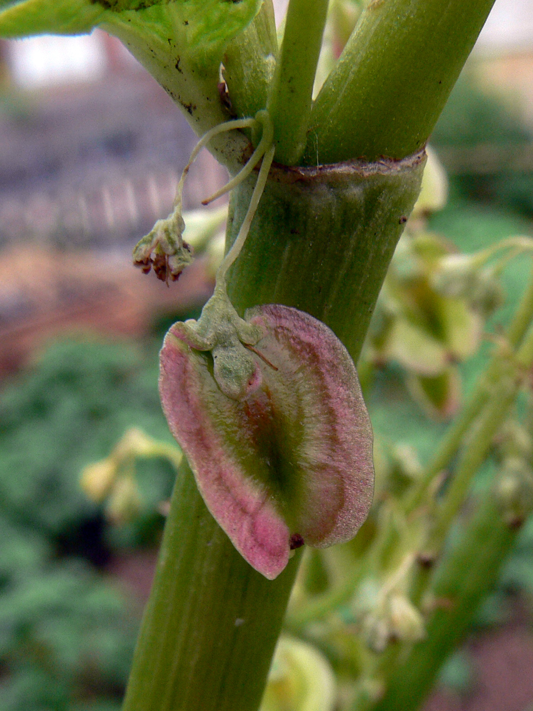 Image of Rheum rhabarbarum specimen.