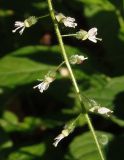 Circaea lutetiana. Часть соцветия. Украина, Киев, Голосеевский парк. 05.07.2016.