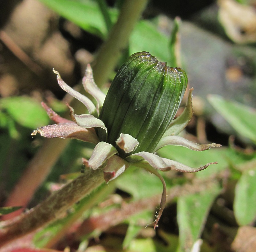 Image of genus Taraxacum specimen.