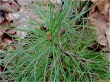 Pinus cembra