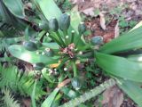Clivia miniata. Верхушка соплодия. Израиль, г. Тель-Авив, ботанический сад тропических растений. 03.05.2017.