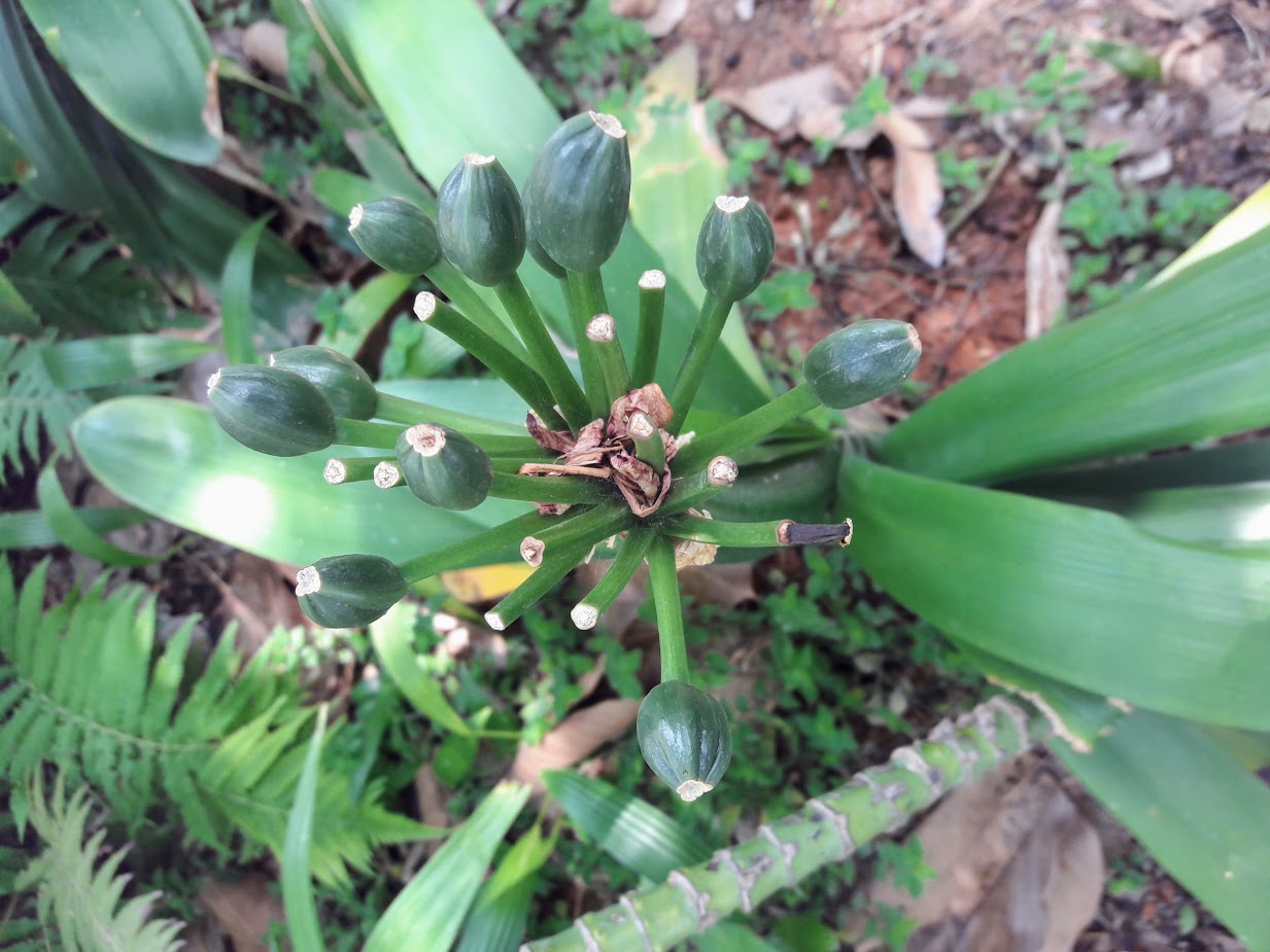 Image of Clivia miniata specimen.