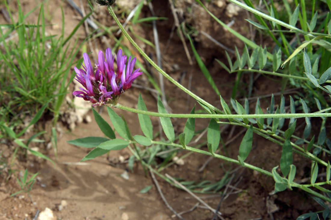 Image of Astragalus stenanthus specimen.