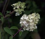 Hydrangea paniculata. Верхушки побегов с соцветиями и листьями. Московская обл., Раменский р-н, окр. дер. Хрипань, садовый участок. 14.08.2017.