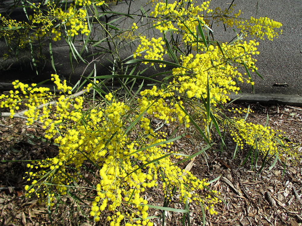 Image of Acacia neriifolia specimen.