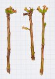 Commiphora habessinica. Побеги с цветками. Израиль, впадина Мёртвого моря, киббуц Эйн-Геди. 24.04.2017.