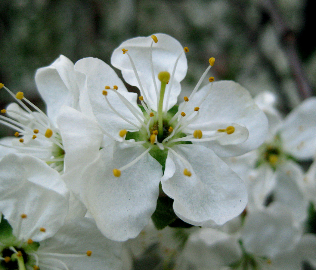 Изображение особи Prunus domestica.