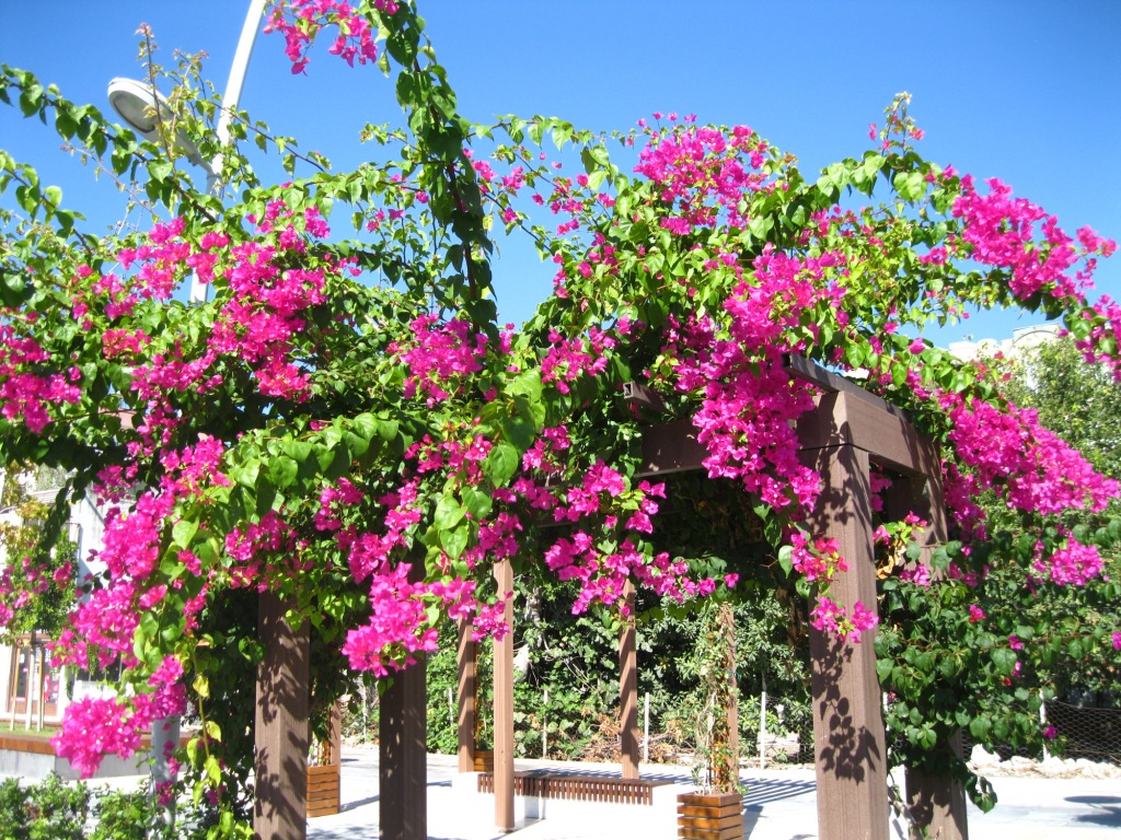 Изображение особи род Bougainvillea.