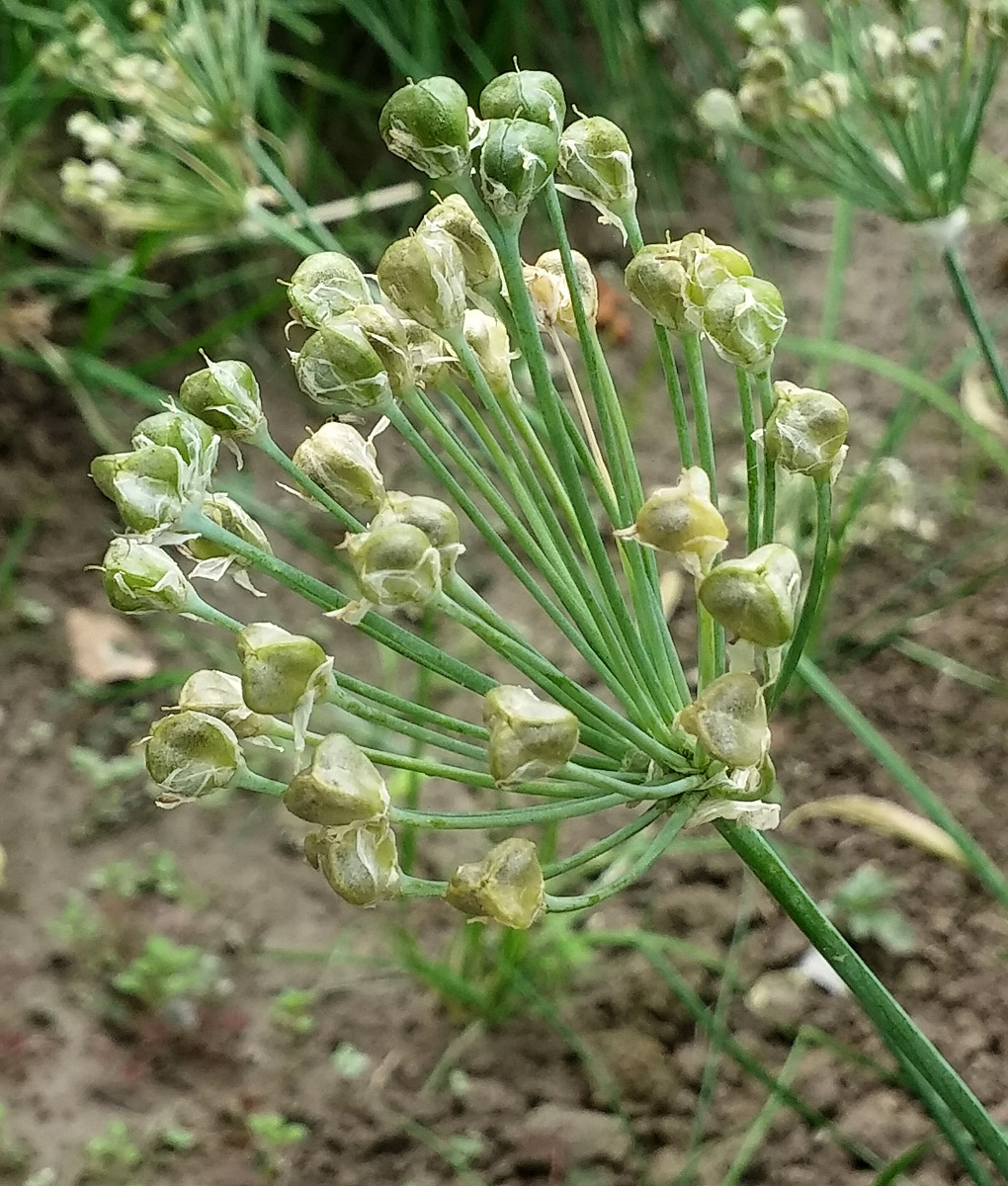 Изображение особи Allium ramosum.