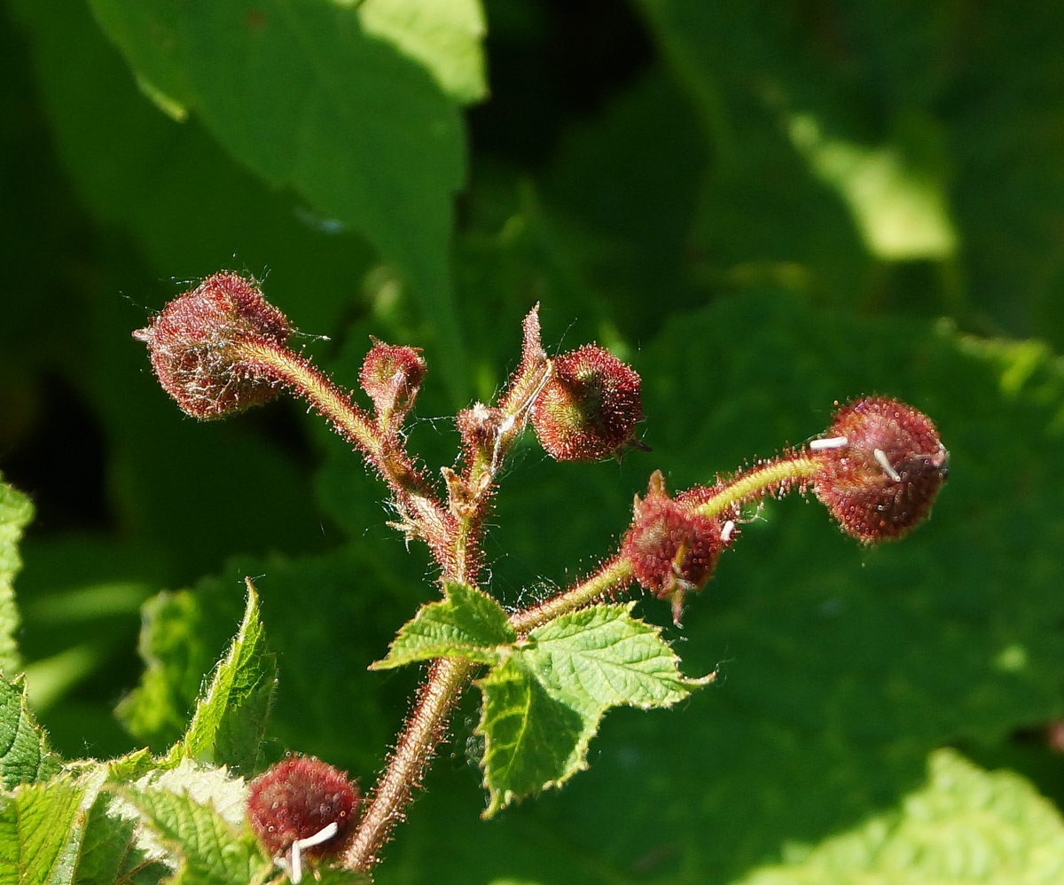 Image of Rubus odoratus specimen.