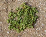 Polycarpon succulentum. Бутонизирующее растение. Израиль, г. Ашдод, на ракушковом песке. 08.03.2018.