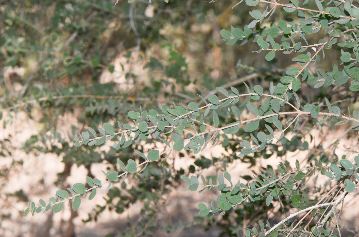 Image of Melaleuca elliptica specimen.