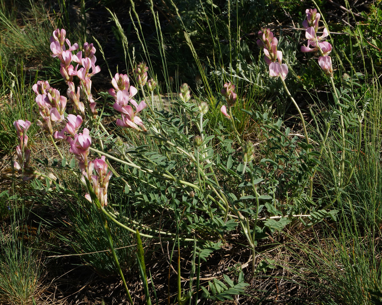 Image of Hedysarum gmelinii specimen.