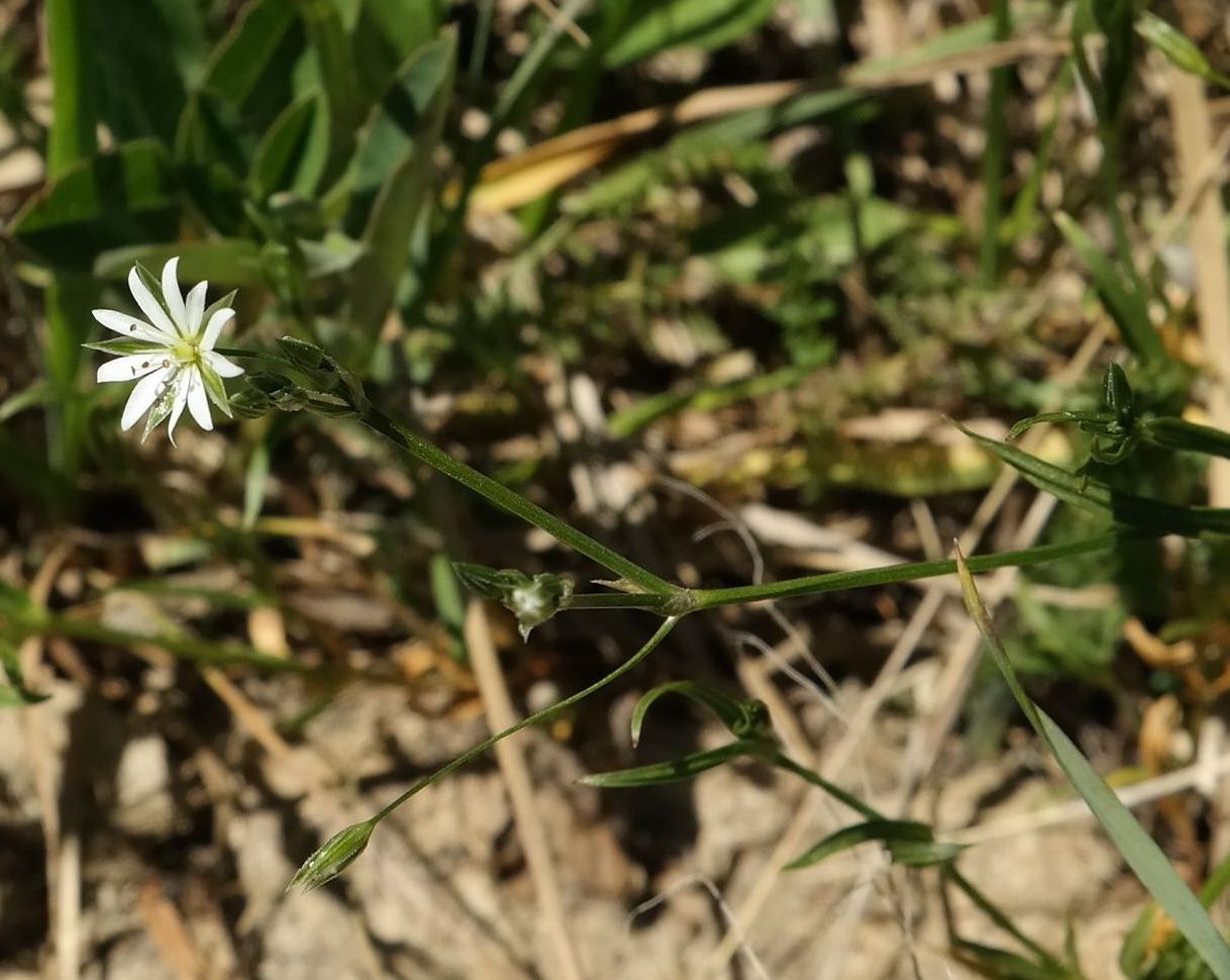 Image of Stellaria graminea specimen.