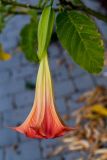 genus Brugmansia. Цветок. Израиль, г. Бат-Ям, в озеленении высотного дома. 08.06.2018.