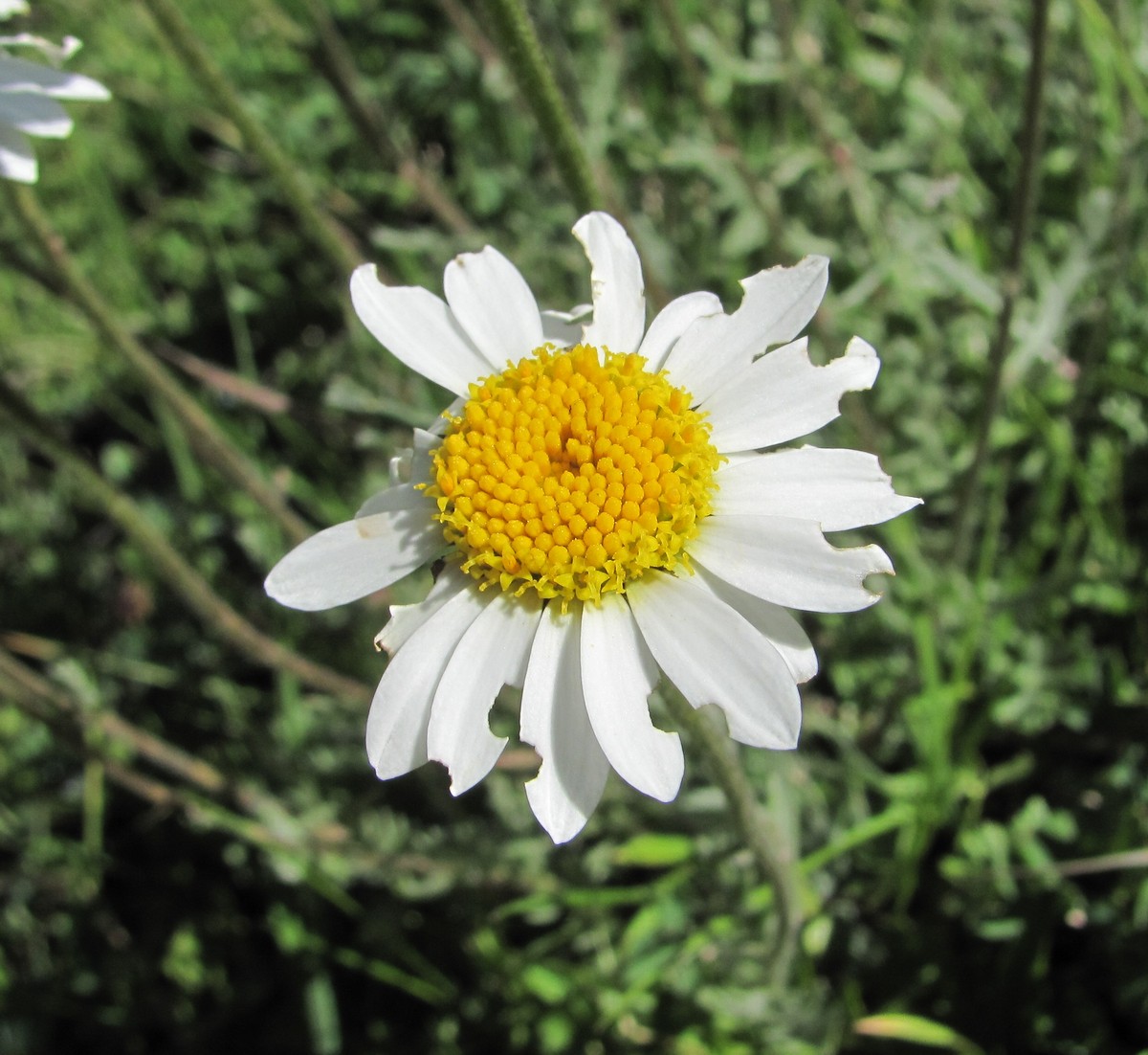 Image of Anthemis saportana specimen.