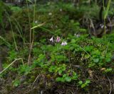 Linnaea borealis